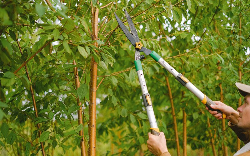 Tree trimming in Banner, KY